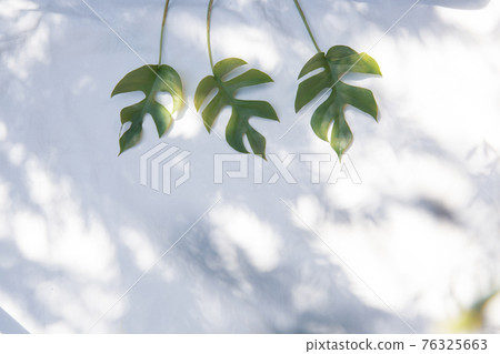 Monstera plants placed on a white fabric background 76325663