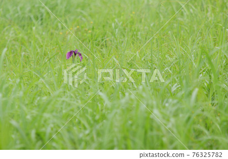 Iris 76325782