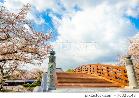 五條川上的西壇橋，盛開的櫻花<愛知縣丹羽郡> 76326148