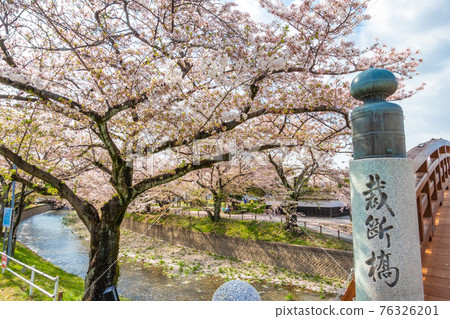 五條川上的西壇橋，盛開的櫻花<愛知縣丹羽郡> 76326201