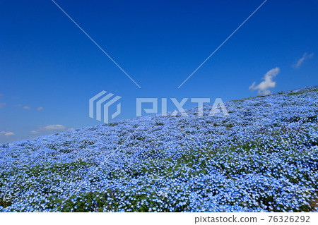 茨城縣常陸那珂市日立海濱公園的Nemophila 76326292