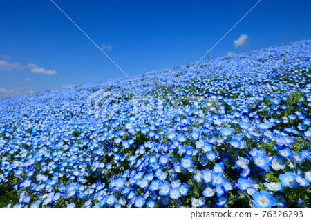 茨城縣常陸那珂市日立海濱公園的Nemophila 76326293