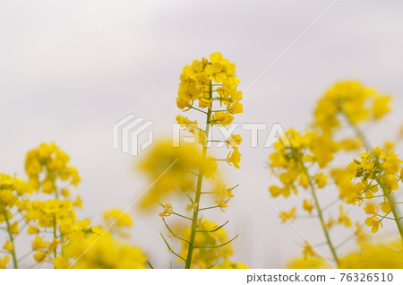 強姦開花 強姦開花 76326510