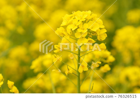 強姦開花 強姦開花 76326515