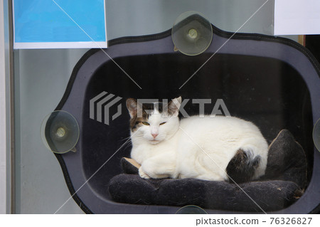 一隻貓從窗戶往外看 76326827