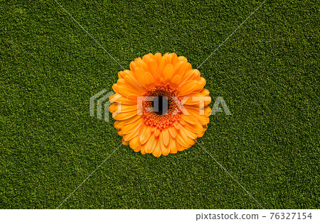 single flower orange gerbera on green background of green grass single flower orange gerbera on green background of green grass 76327154