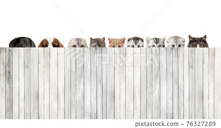 cat and dog hiding behind the fence of white wooden plank 76327289