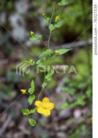 單輪 Yamabuki 垂直位置 76327339