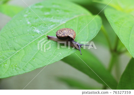Snail with leaves Snail with leaves 76327359
