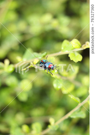 Pair of scarab beetles Pair of scarab beetles 76327360
