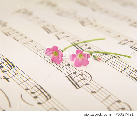 樂譜上的粉色酢漿草花朵 樂譜上的粉色酢漿草花朵 76327481