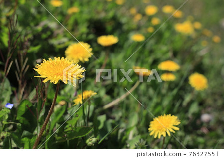[Hyogo Prefecture] Nishiwaki City, a dandelion that blooms in the spring Noma River in the hometown 76327551