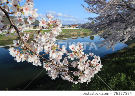 【兵庫縣】西脅市,故鄉的春天,杉原川畔的櫻花盛開 【兵庫縣】西脅市,故鄉的春天,杉原川畔的櫻花盛開 76327554
