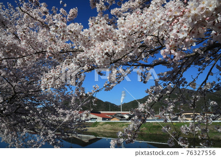 【兵庫縣】西脅市，故鄉的春天，杉原川畔的櫻花盛開 76327556