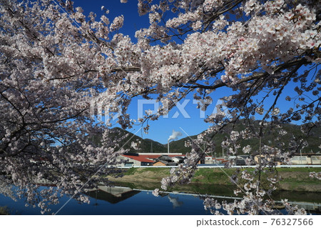 [Hyogo Prefecture] Nishiwaki City, Spring in Hometown, Cherry Blossoms in Full Bloom Along the Sugihara River 76327566