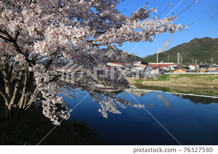 【兵庫縣】西脅市,故鄉的春天,杉原川畔的櫻花盛開 【兵庫縣】西脅市,故鄉的春天,杉原川畔的櫻花盛開 76327580