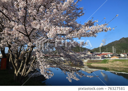 【兵庫縣】西脅市,故鄉的春天,杉原川畔的櫻花盛開 【兵庫縣】西脅市,故鄉的春天,杉原川畔的櫻花盛開 76327581