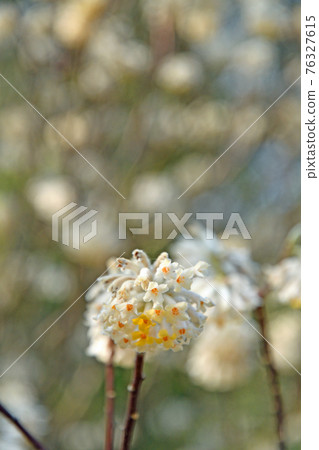 樹：Mitsumata Jinchoge家庭 76327615