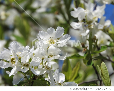 Exochorda racemosa (Rikyu plum) 76327629