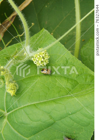 Yellow spotted stink bug on the leaf Yellow spotted stink bug on the leaf 76327644