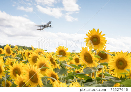 Sunflower field at Memanbetsu Airport 76327646