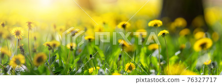 Beautiful yellow dandelions on the spring park. 76327717