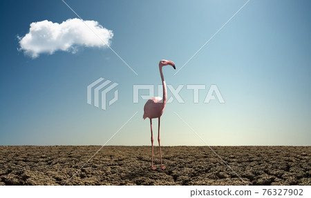 pink wild flamingo in severe drought desert pink wild flamingo in severe drought desert 76327902