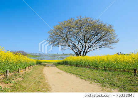 Spring National Hitachi Seaside Park Hitachinaka City, Ibaraki Prefecture Spring National Hitachi Seaside Park Hitachinaka City, Ibaraki Prefecture 76328045