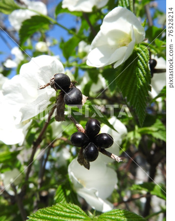 Jetbead(白山吹):花和種子 Jetbead(白山吹):花和種子 76328214