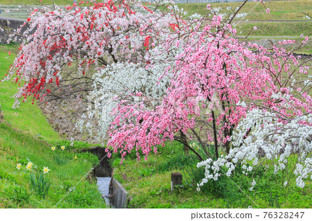 春里山嶺路和花桃 76328247