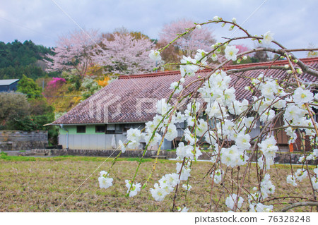 春里山花桃和農舍 春里山花桃和農舍 76328248