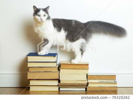 Home education and study concept. Funny domestic cat sits on books against the background of an empty wall in the room. Home education and study concept. Funny domestic cat sits on books against the background of an empty wall in the room. 76328262