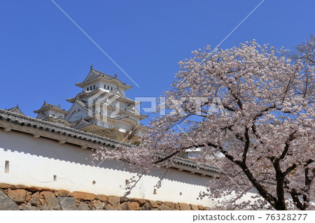 Himeji Castle and Sakura Himeji Castle and Sakura 76328277