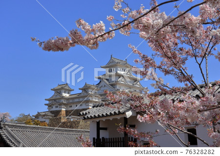 Himeji Castle and Sakura Himeji Castle and Sakura 76328282