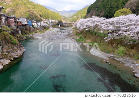 Cherry blossom trees at Ikekawa Fureai Park (Niyodogawa Town, Kochi Prefecture) Cherry blossom trees at Ikekawa Fureai Park (Niyodogawa Town, Kochi Prefecture) 76328510