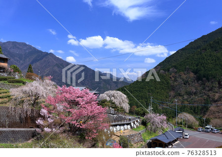 Overlooking the Oishi family's weeping cherry blossoms (Niyodogawa Town, Kochi Prefecture) Overlooking the Oishi family's weeping cherry blossoms (Niyodogawa Town, Kochi Prefecture) 76328513