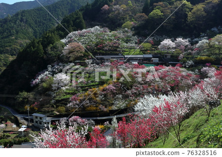 Peach blossoms decorating the mountain village: Kamikuki (Niyodogawa Town, Kochi Prefecture) 76328516
