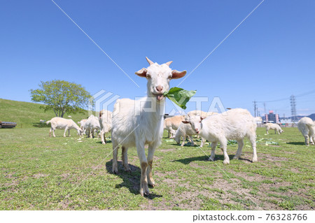 Goat being grazed Goat being grazed 76328766