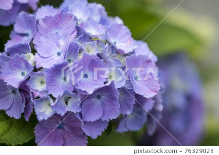 繡球 76329023