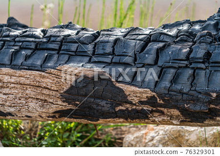 Burnt tree trunk detailed view against blurred background Burnt tree trunk detailed view against blurred background 76329301