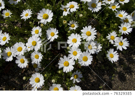 公園裡的北極花盛開。 76329385