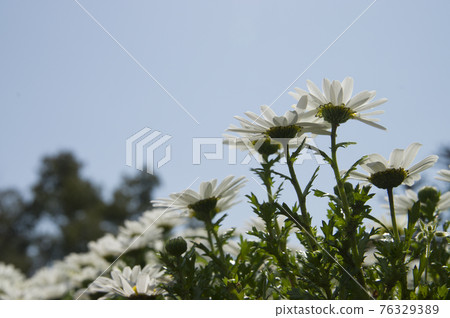 公園裡的北極花盛開。 76329389