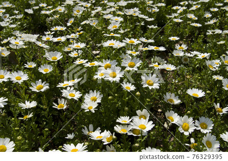 The flowers of the North Pole in the park are in full bloom. 76329395