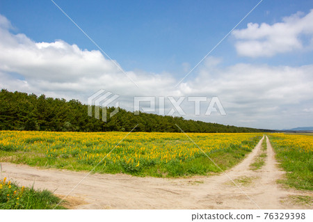 Lupine field on the Kashiwabara coast in Higashikushira Town, Kagoshima Prefecture, yellow lupine in full bloom Lupine field on the Kashiwabara coast in Higashikushira Town, Kagoshima Prefecture, yellow lupine in full bloom 76329398