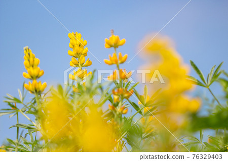 鹿兒島縣東岸町柏原海岸的羽扇豆田，盛開的黃羽扇豆 76329403