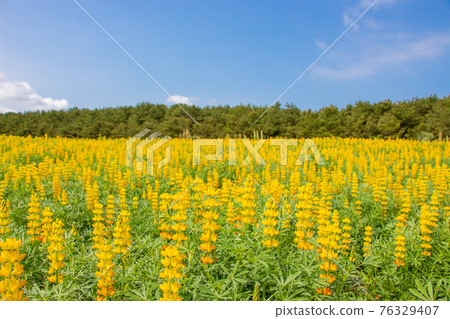 鹿兒島縣東岸町柏原海岸的羽扇豆田,盛開的黃羽扇豆 鹿兒島縣東岸町柏原海岸的羽扇豆田,盛開的黃羽扇豆 76329407