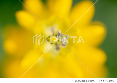 Lupine field on the Kashiwabara coast in Higashikushira Town, Kagoshima Prefecture, yellow lupine in full bloom Lupine field on the Kashiwabara coast in Higashikushira Town, Kagoshima Prefecture, yellow lupine in full bloom 76329469