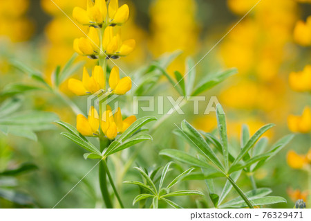 Lupine field on the Kashiwabara coast in Higashikushira Town, Kagoshima Prefecture, yellow lupine in full bloom Lupine field on the Kashiwabara coast in Higashikushira Town, Kagoshima Prefecture, yellow lupine in full bloom 76329471