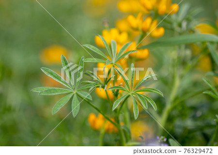 Lupine field on the Kashiwabara coast in Higashikushira Town, Kagoshima Prefecture, yellow lupine in full bloom Lupine field on the Kashiwabara coast in Higashikushira Town, Kagoshima Prefecture, yellow lupine in full bloom 76329472