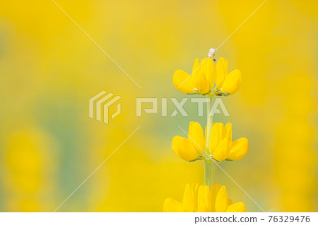 Lupine field on the Kashiwabara coast in Higashikushira Town, Kagoshima Prefecture, yellow lupine in full bloom Lupine field on the Kashiwabara coast in Higashikushira Town, Kagoshima Prefecture, yellow lupine in full bloom 76329476